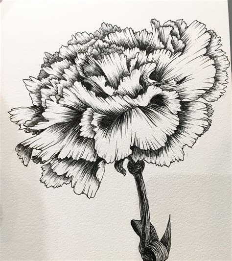 Carnation Drawing at GetDrawings | Free download