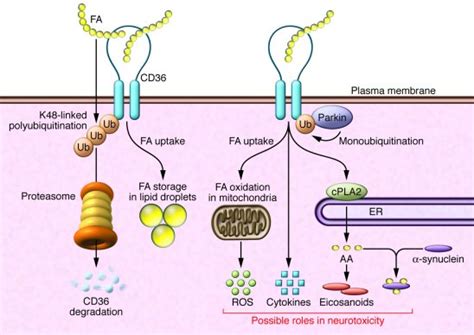 JCI - Parkin reinvents itself to regulate fatty acid metabolism by tagging CD36