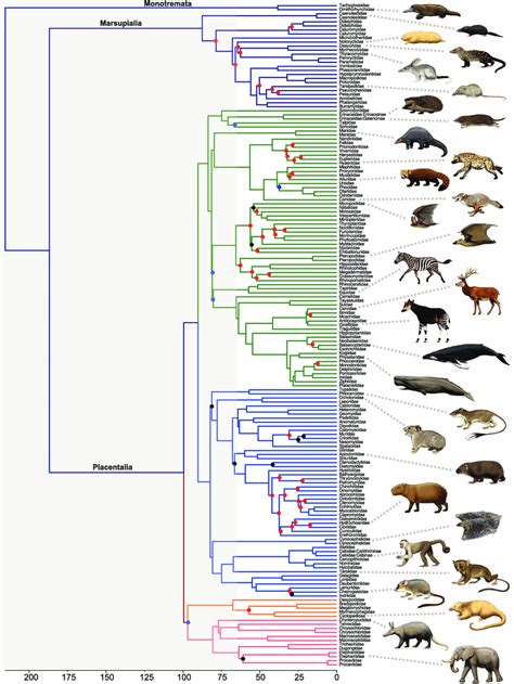 Mammal Evolution Tree