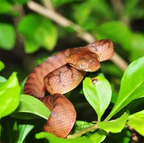 Brown Tree Snake - Facts, Diet, Habitat & Pictures on Animalia.bio