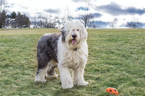 Do Old English Sheepdogs Shed? (OES Shedding Guide) - Stop My Dog Shedding