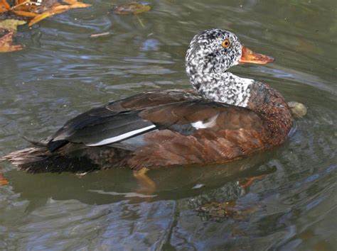 White-winged duck (Asarcornis scutulata)