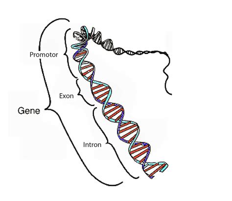 BioBook | Leaf: What are genes?