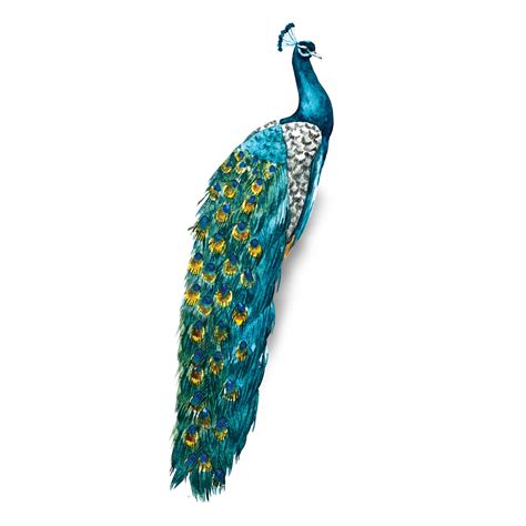 Beautiful peacock in different colors 23982670 PNG