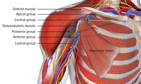 Axilla und Plexus brachialis: Anatomie | Lecturio