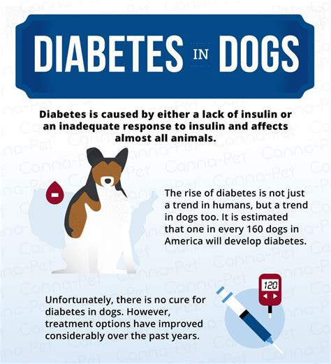 What Are The Symptoms Of Too Much Insulin In Dogs