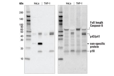 Cleaved Caspase-8 (Asp374) (18C8) Rabbit mAb | Cell Signaling Technology