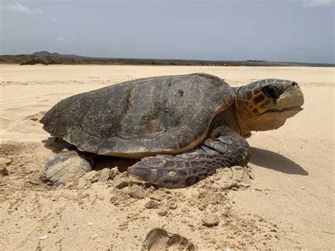 From Boa Vista: Turtle Watching and Nesting Evening Tour | GetYourGuide