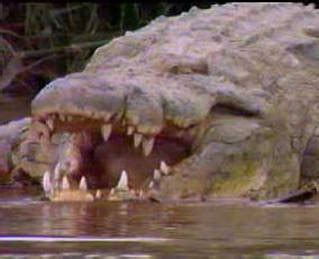 Gustave Crocodile | Burundi's Giant Man-Eater - Crocodile Facts