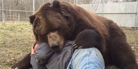 Jimbo The Bear Just Can't Contain The Love He Feels For His Rescuer