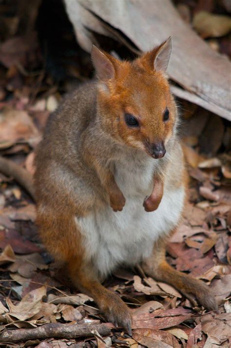 Red Necked Pademelons are everywhere up at Springbrook near Brisbane where I live | Australia ...