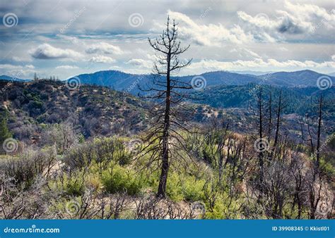 Burned Forest in California Hills Stock Image - Image of distance, forest: 39908345