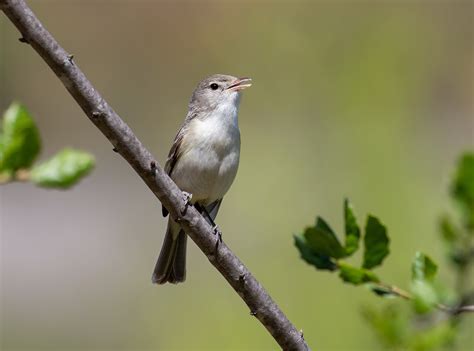 Bell’s Vireo | San Diego Bird Spot