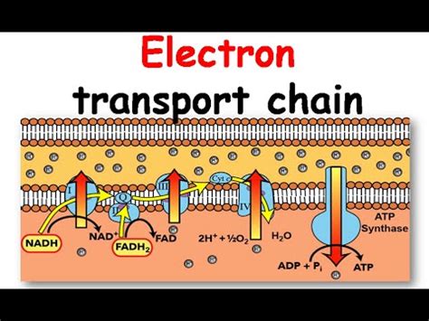 America Limitado ingresos electron transport chain gif Oferta de trabajo Expulsar a boxeo