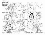 Food Chain Coloring Pages At GetColoringscom  Free Printable sketch template