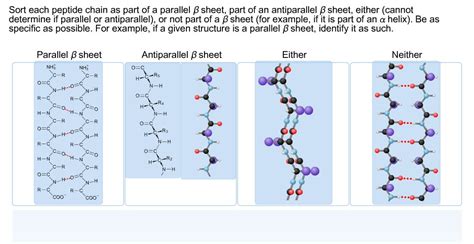 Sort Each Peptide Chain As Part Of A Parallel Sheet, ... | Chegg.com