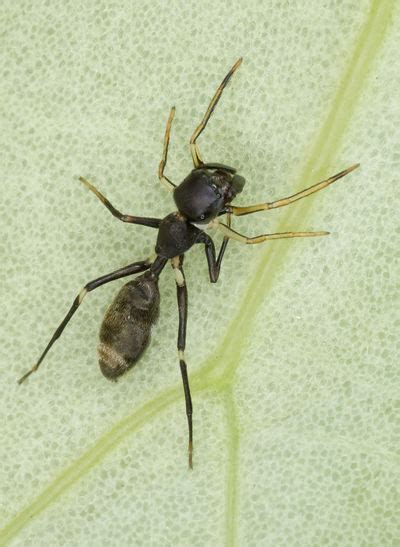 Ant-Mimicking Spiders - AntWiki