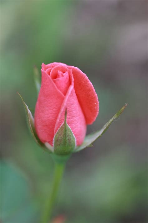 Pink Rose Bud Free Stock Photo - Public Domain Pictures