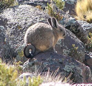 Chinchilla - Descubre el mundo animal