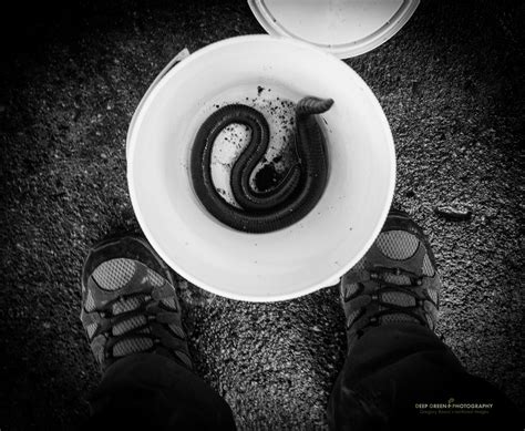 BEHIND THE IMAGE | Giant earthworm — Deep Green Photography