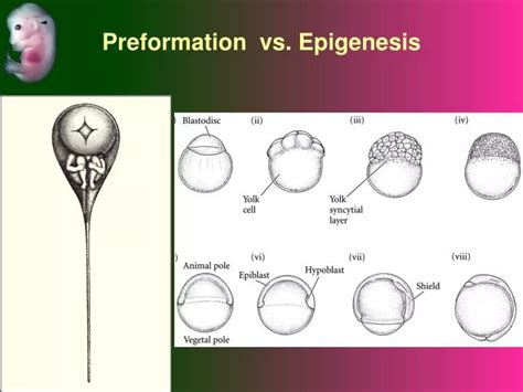 PPT - Preformation vs. Epigenesis PowerPoint Presentation - ID:1430608