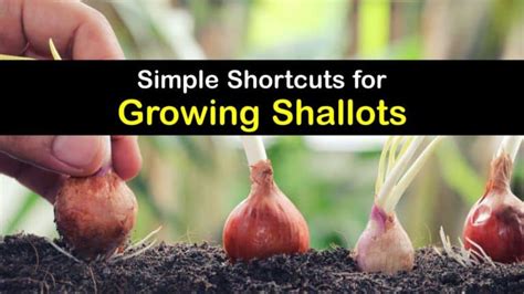 Growing Shallots - Incredible Ways to Grow and Care for Shallots