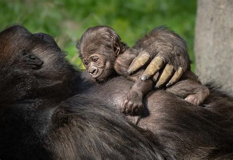 L.A. Zoo's First Gorilla Baby in Over 20 Years Is a Girl | PEOPLE.com