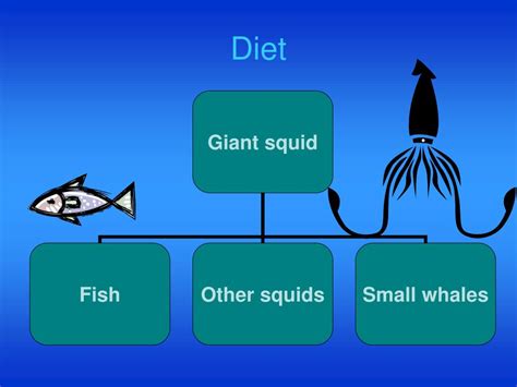 PPT - Giant Squid PowerPoint Presentation, free download - ID:5623954