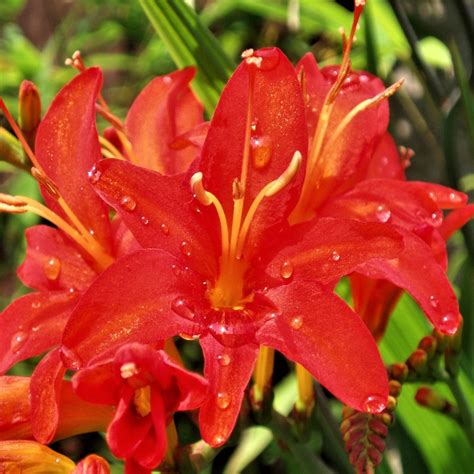 Montbretia - planting, growing care