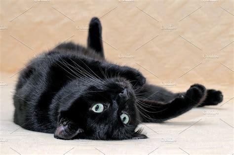 Black cat lying on his back | High-Quality Animal Stock Photos ...