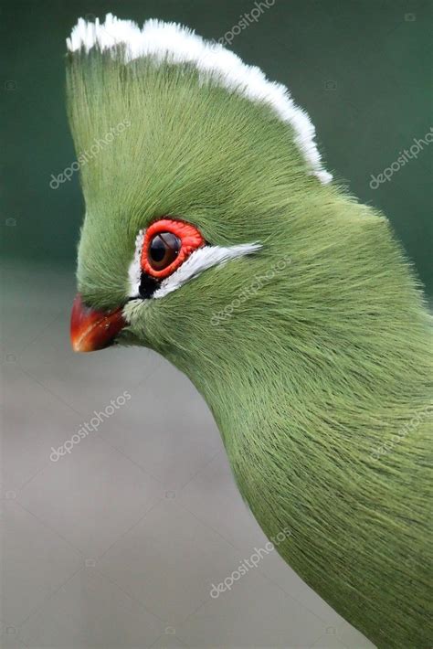 Knysna Loerie or Turaco Bird — Stock Photo © fouroaks #8691358