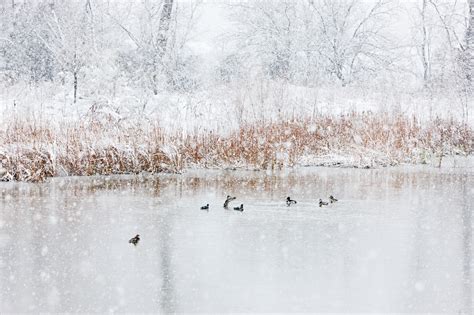 Ducks in Snow - Sean Fitzgerald Photography