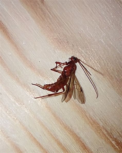 Wasp or no? S. Texas : r/whatisthisbug