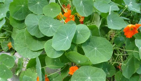 Young Urban Farmers Tip #95: Leaf Shapes - Young Urban Farmers