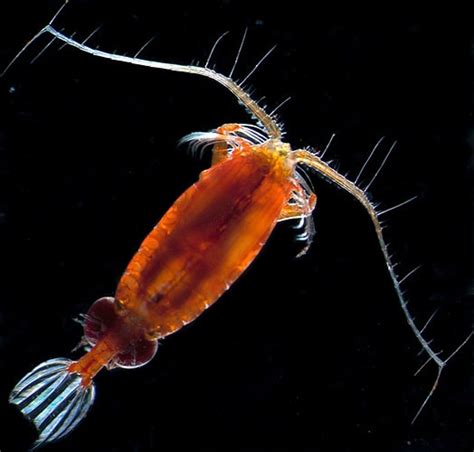 The Mighty Copepod | Copepods | The Algae Lab - AlgaeBarn