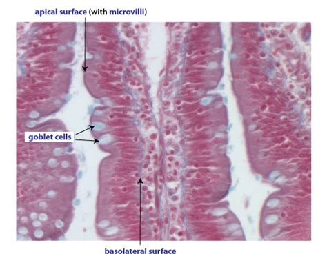 Epithelial Histology