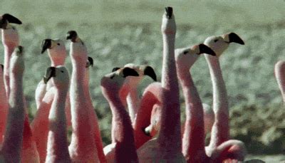 Flamingo GIFs - Find & Share on GIPHY