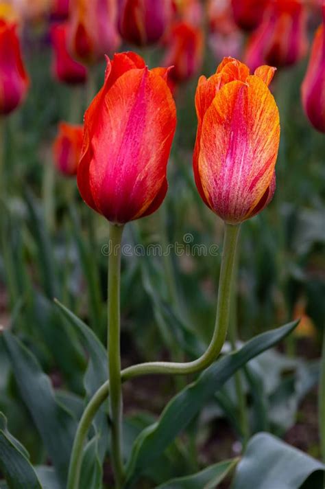 Tulips and windmill stock image. Image of nature, flora - 9045591