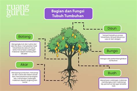 Kenali Bagian Tubuh Tumbuhan And Fungsinya Yuk Ipa Terpadu Kelas 4 ...