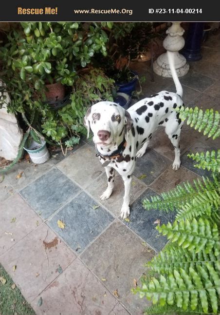 ADOPT 23110400214 ~ Dalmatian Rescue ~ Southern CA, CA