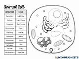 Plant Cell Organelles  Coloring Worksheet Worksheets Library sketch template