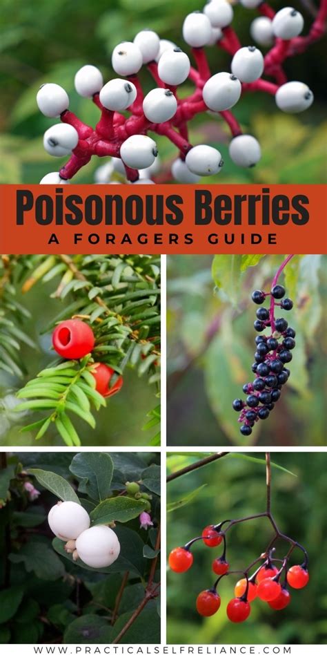 Poisonous Berries ~ A Forager’s Guide