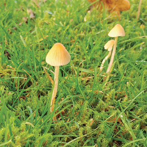 Fungi Are a Sign of Soil Health - Fine Gardening