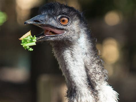 What Do Emus Eat? (Complete Guide) | Birdfact