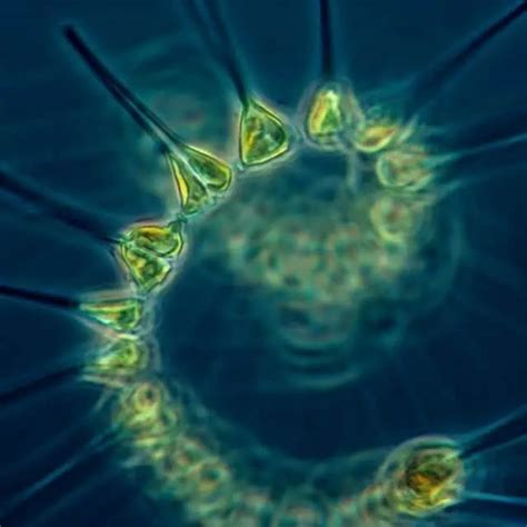 Pond Water Under Microscope Labeled - Microscopic Organisms In A Drop ...