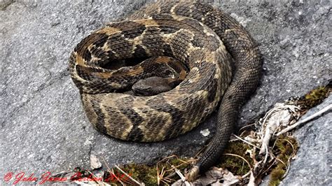 Pin on Timber Rattlesnake Photos by John Carlson