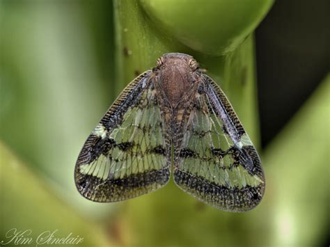 Mantid Microcosm : Pobblebonks and Fluffy Bums