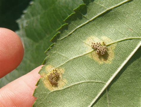 Cedar-apple rust and related rust diseases | UMN Extension