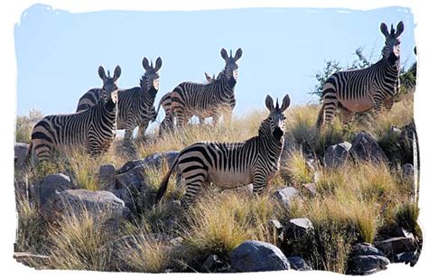 The Cape Mountain Zebra National Park, Endangered Mountain Zebras