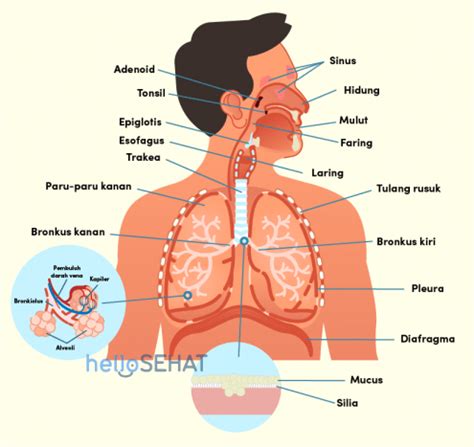 Apa Fungsi Sistem Pernapasan - Homecare24